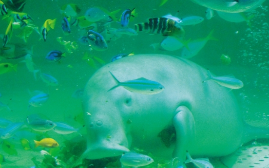 When in Japan, see dugongs, eat dugong cookies