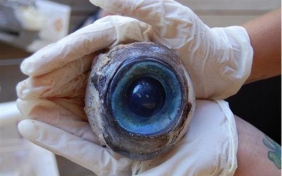 Mystery giant eyeball found on Fla. beach