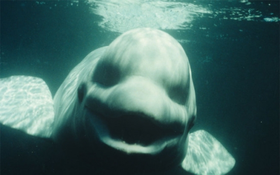 Study: Male beluga whale mimics human speech