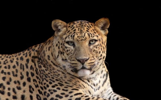 Man-eating leopard blamed for 15 deaths