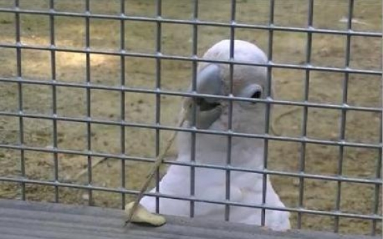 Cockatoo makes, uses tool to get food