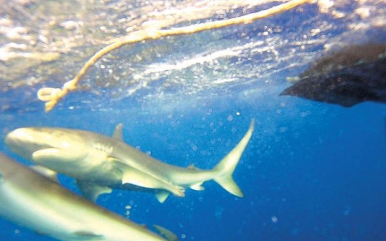 Jump in a shark cage off Hawaii?  Yes, people really pay to do this