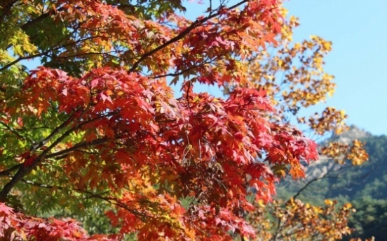 설악산 단풍 17일 절정…지난해보다 하루 늦어