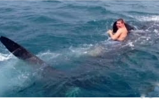 (영상)10미터 상어 등 겁없이 올라 탔다가...