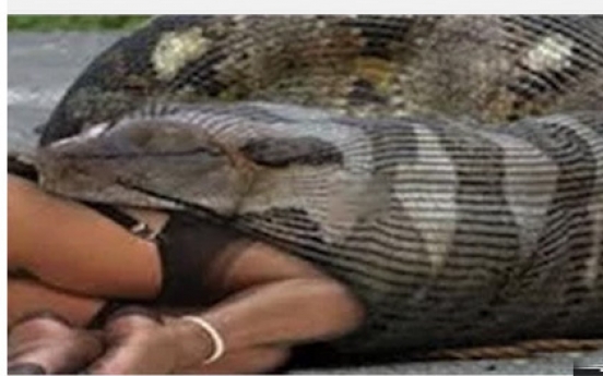 거대뱀이 사람 산채로 잡아먹는 ‘영상’ 촬영