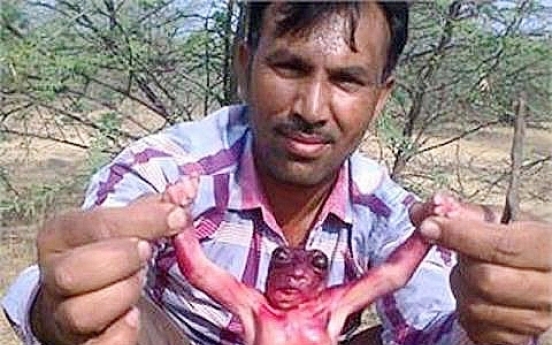인도에서 괴생명체 발견... ‘초미니 인간형상’