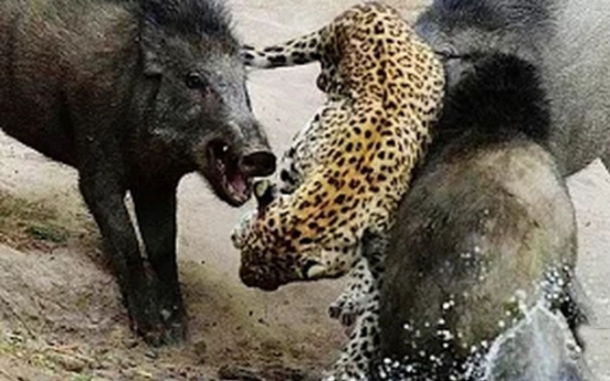 표범 공격하는 멧돼지 3마리, ‘반전영상’