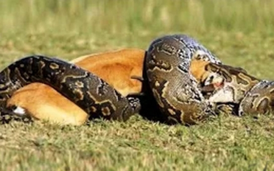 거대 뱀 심기 건드린 사자 ‘반전 영상’