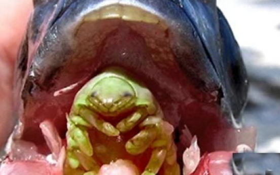 숙주 혀 뜯어내고 ‘혀’가 되는 기생충 ‘끔찍’