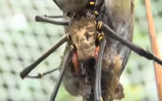 독수리 먹는 거대 거미 ‘영상’