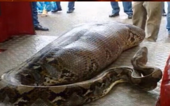 브라질서 10대 소녀 잡아먹은 거대 뱀, 마을 주민 ’충격‘