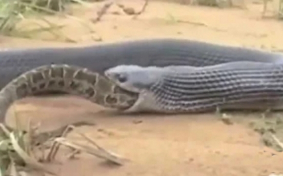 킹코브라, 거대 뱀을 산체로...(영상)