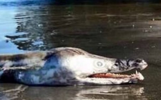 호주서 악어와 물고기 혼합된 기괴한 생명체 ‘발견’