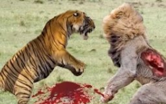 사자 vs 호랑이, 승자는?