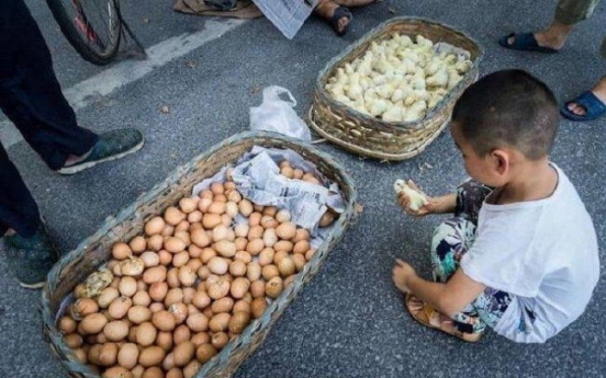 (사진) 폭염에 길거리 달걀이 병아리로 ‘자동 부화’