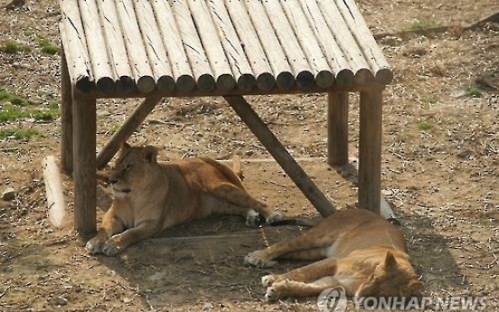 서울대공원서 사자에 돌팔매질…공원측 