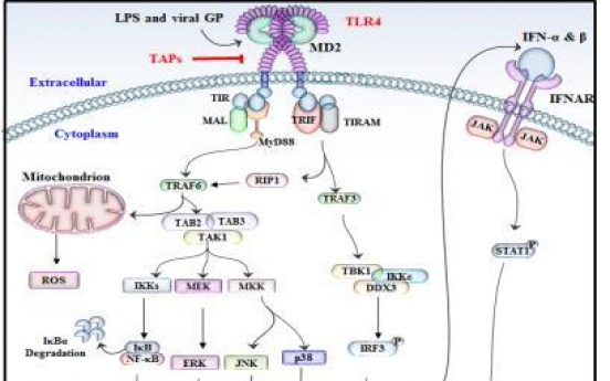 Scientists develop new peptide to treat autoinflammatory diseases