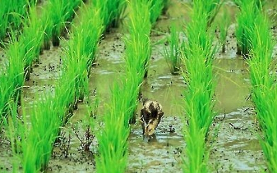 Korea's rice production costs down for 3 straight yrs in 2016