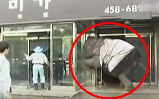 (영상) 12년 전 그 사건… 코끼리 탈출 대소동