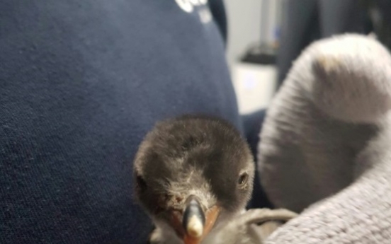 Same-sex penguin couple become parents