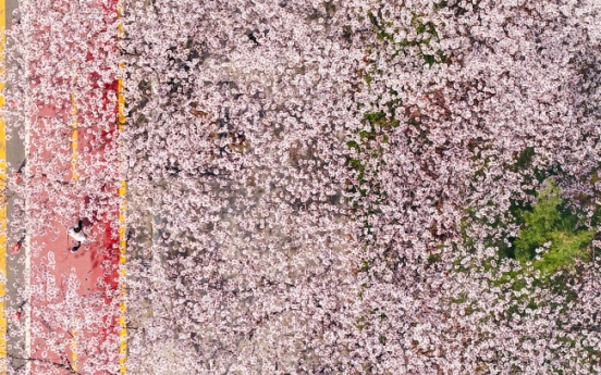 [Photo News] Korea colored in pink with cherry blossoms