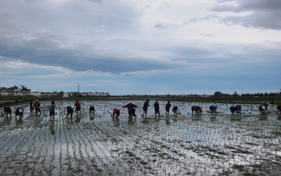 NK paper urges all-out efforts to finish planting rice within optimal period