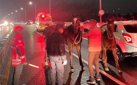 2 equestrian horses caught on Incheon overpass after being loose for hours