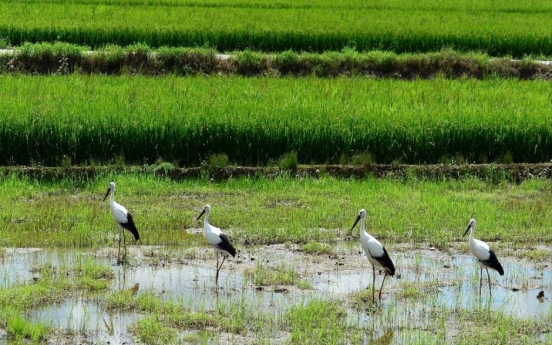 Once extinct oriental white storks return to farmland