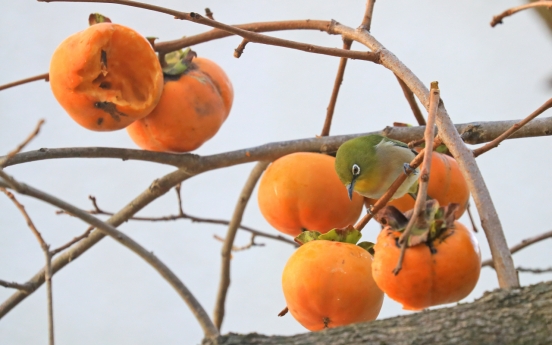 [Photo News] Colorful autumn seen across the Korean Peninsula