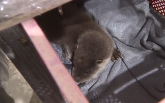 Endangered otter pup found in farmer's storage facility amid downpours