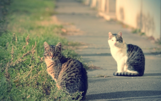 Another cat with bird flu confirmed in Seoul