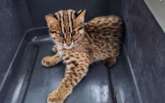 Endangered wildcat kitten put down by mistake