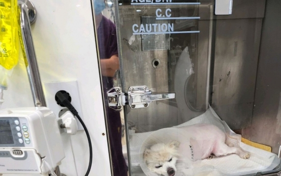 Pet salon's handling of dog sparks abuse claims