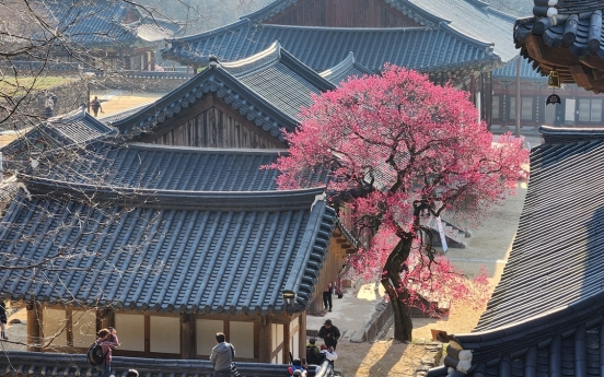 Red plum blossoms at Hwaeomsa named natural monument