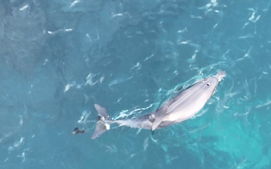 Rescue operation begins to remove netting from dolphin calf