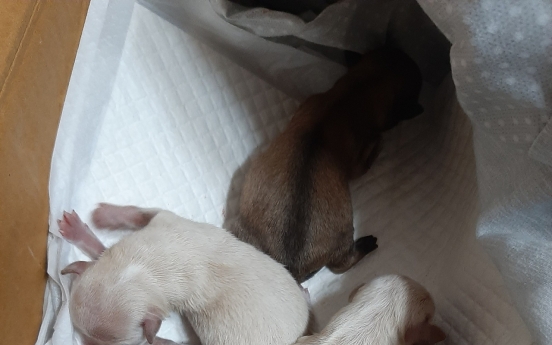 Six newborn puppies thrown away in garbage bag
