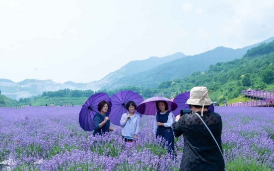 Donghae's lavender festival to kick off Sunday for two-week run