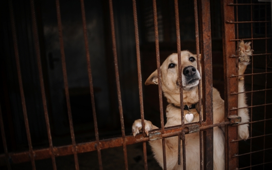 Animal rights groups to mark 'first dog meat-free 'boknal'’