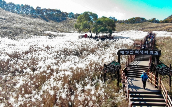 [Photo News] Dive into Pocheon’s silver grass