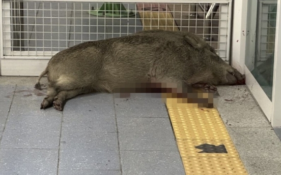 Authorities shoot dead wild boar in subway station, 1 person bitten