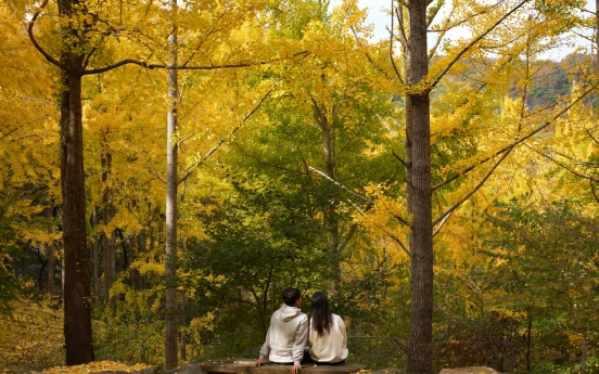 Everland unveils hidden ginkgo tree forest