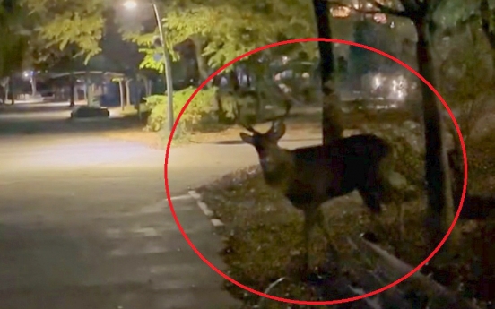 City of Suwon searches for aggressive deer