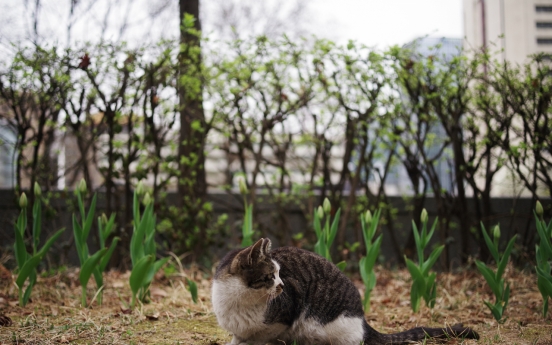 Cleaners accused of killing injured cat on street