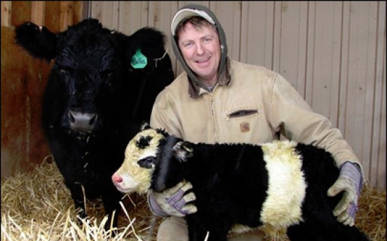 Rare 'panda cow' born in northern Colorado