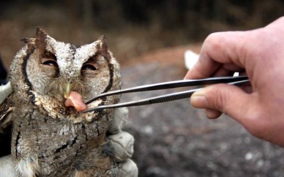 Feeding an owl