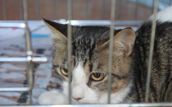 Volunteers seek to end stray cat problem