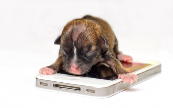 Tiny puppy in California could be world's smallest
