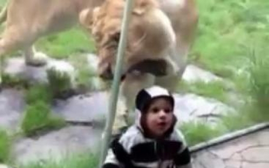 Hungry lion goes after baby wearing zebra colors, in vain
