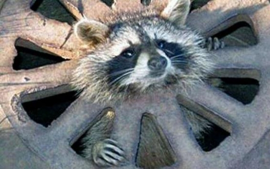City workers free baby raccoon from grate