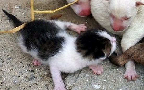 Miracle? Dog gives birth to ‘cat’